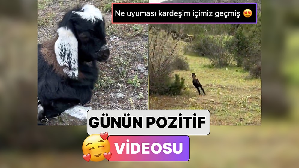Uyuyakaldığı İçin Sürüye Geç Kalan Keçi Yavrusunun Paniğini İzlerken Pamuk Gibi Olacaksınız