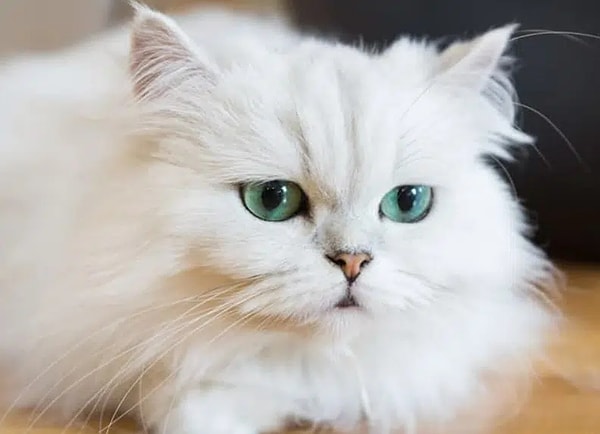 Dişil gücünü kedi temsil ediyor!