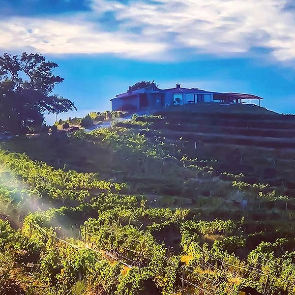 10. Ma'adra Vineyard