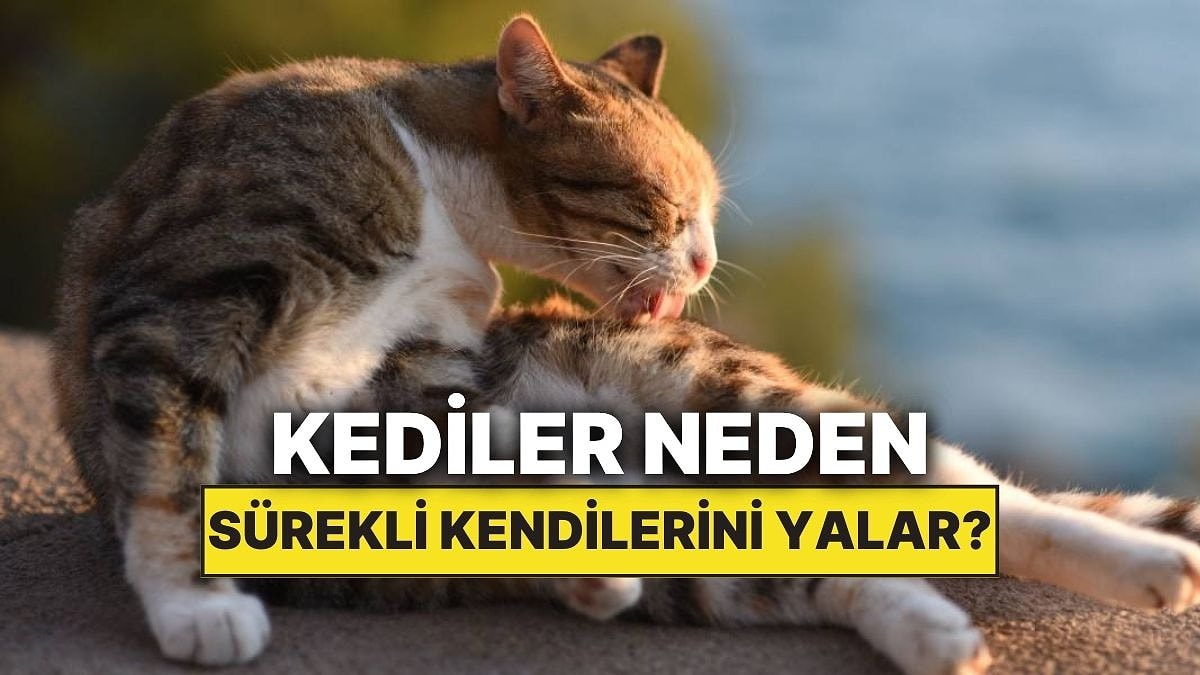 Kediler Neden Sürekli Kendilerini Yalar?