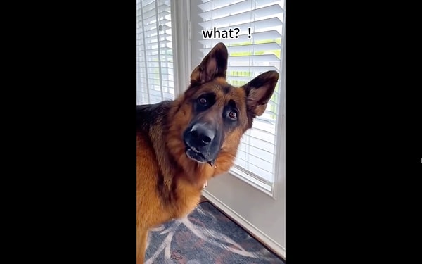 İnsanların en vefalı dostları olarak bilinen köpekler, aynı zamanda zekalarıyla da tanınırlar. Görseli
