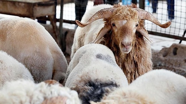Kurban Kesimi ve Vekaletle İlgili Sıkça Sorulan Sorular