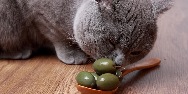 Peki kedilere zeytin vermek zararlı mıdır?