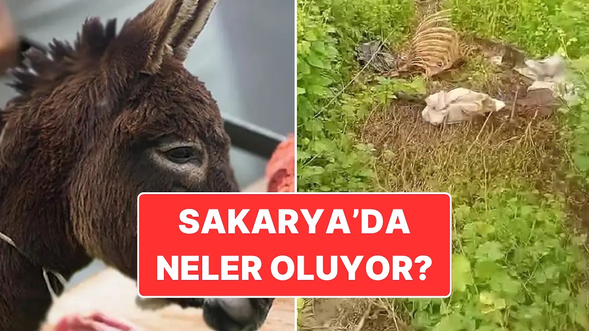 Gıda Teröristleri Yakalandı: Vatandaşa En Çok Eşek Eti Yedirilen İllerden Olan Sakarya’da Neler Oluyor?
