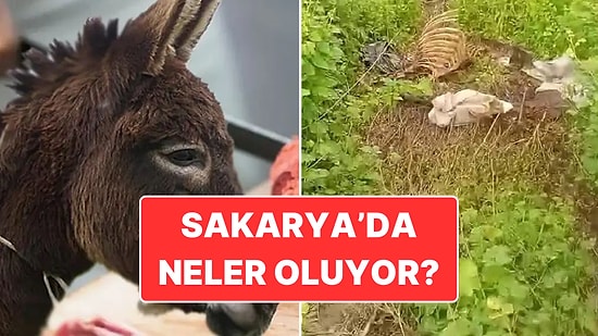 Gıda Teröristleri Yakalandı: Vatandaşa En Çok Eşek Eti Yedirilen İllerden Olan Sakarya’da Neler Oluyor?