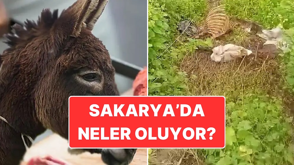 Gıda Teröristleri Yakalandı: Vatandaşa En Çok Eşek Eti Yedirilen İllerden Olan Sakarya’da Neler Oluyor?