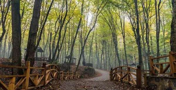 11. Çubuklu Grove