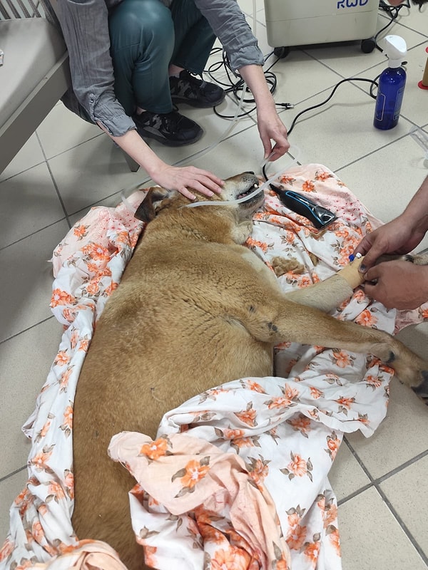 Köpeğin ölümünden belediyeyi sorumlu tuttu. Görseli