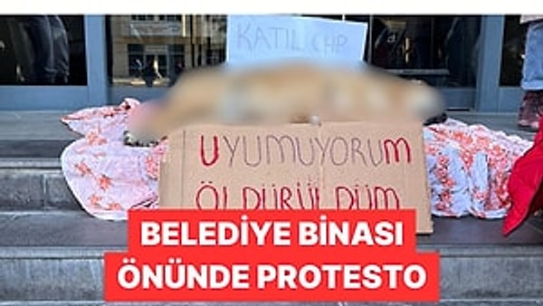 Sokak köpekleri meselesi Türkiye'nin en çok konuşulan konularından.