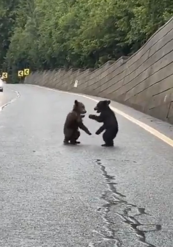 Hangi canlı olursa olsun kardeş kavgası yazılı olmayan bir kural gibi. Görseli