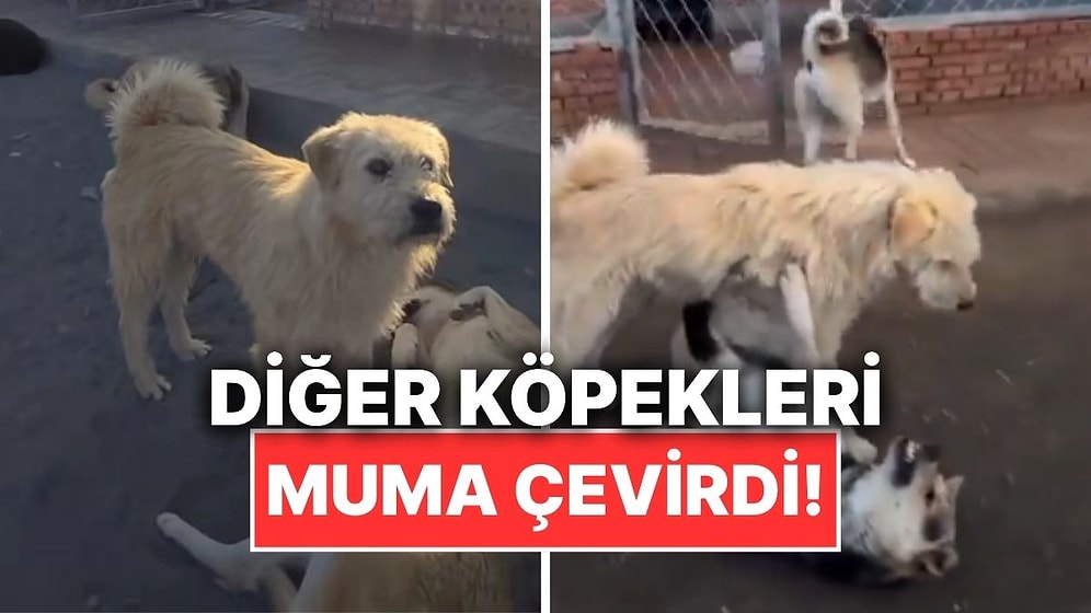 Bir Grup Köpek Kendi Arasında Gerilirken Alfa Köpeğin Alana Girmesi Gündem Oldu
