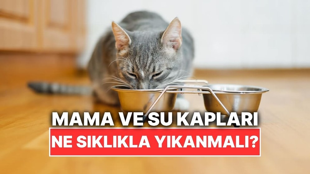 Kedinizin Mama ve Su Kabını Ne Sıklıkla Yıkamalısınız?