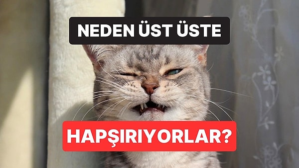 7. Kediler Neden Üst Üste Hapşırır?