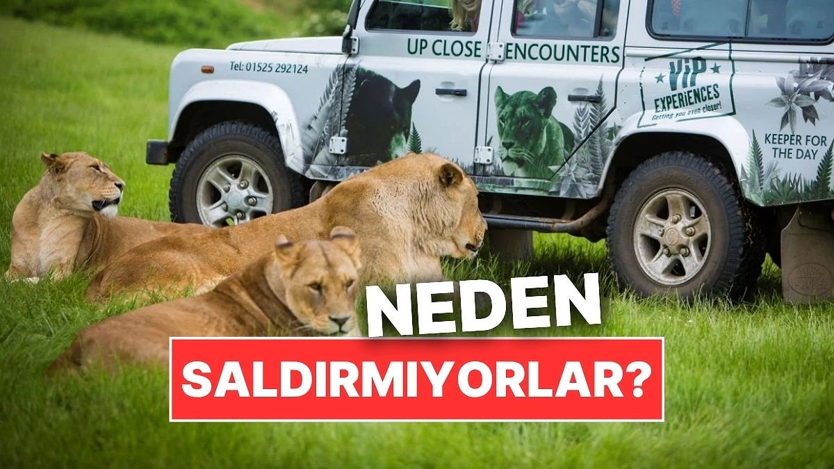 Vahşi Hayvanlar Neden Safari Araçlarına Saldırmıyor?