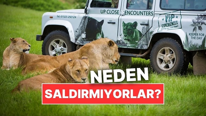 Vahşi Hayvanlar Neden Safari Araçlarına Saldırmıyor?