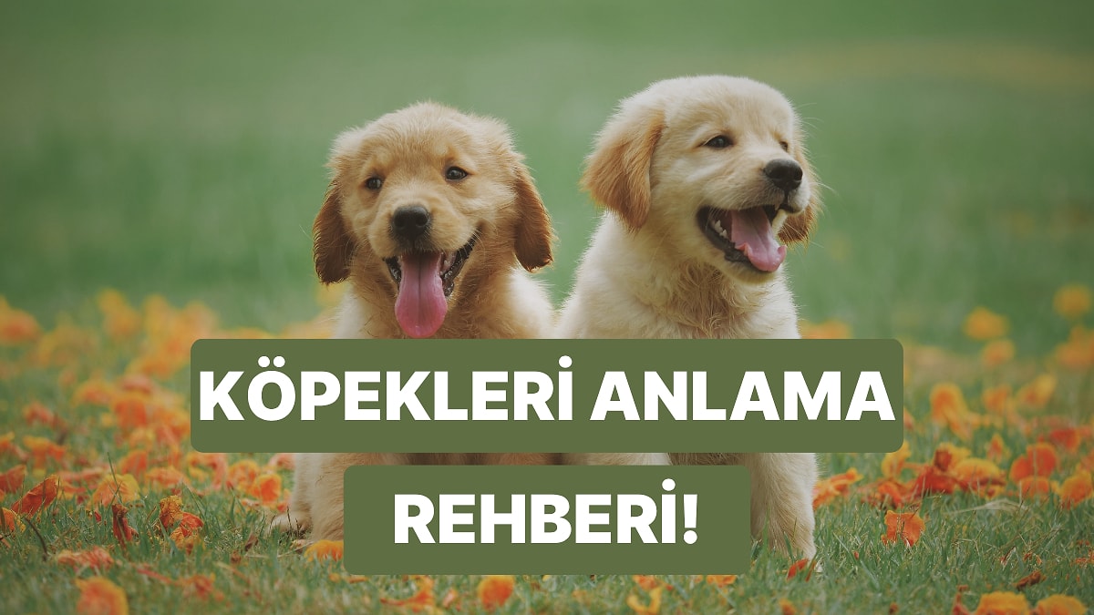 Köpeğinizi Daha İyi Anlamanızı Sağlayacak Beden Dili Rehberi