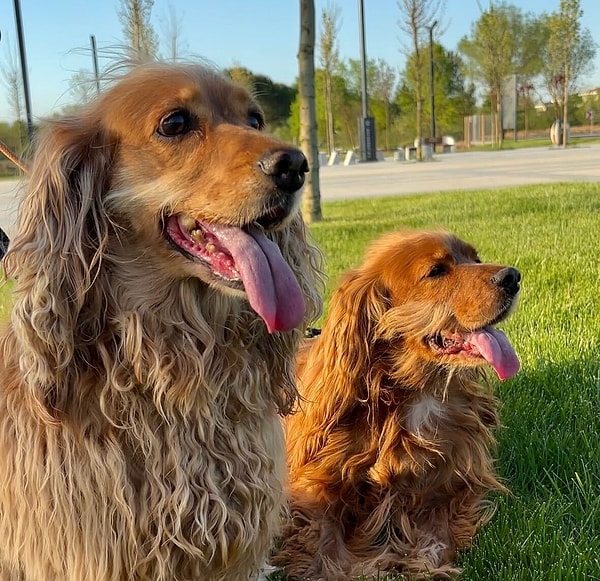 10. Duygusal şarkı dinleyip pencereye dalacak gibi: Cocker Spaniel’lar burunlarının peşinden giderken duygularını da yanlarına alır.