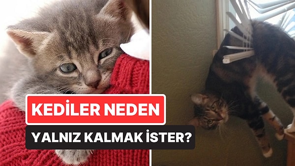 Kapak Görseli