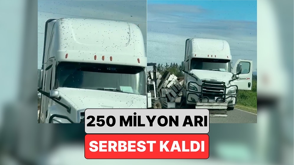 Korku Filmi Gibi: Amerika'da Arı Taşıyan Bir Kamyon Devrilince 250.000.000 Arı Serbest Kaldı