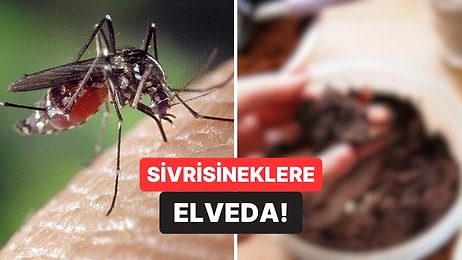 Yaz Şekeri Geliyor: Uzmanlara Göre Evinizdeki Bu Malzeme Sayesinde Sivrisineklerden Kurtulabilirsiniz