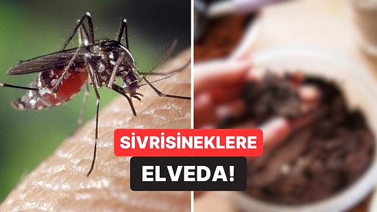Yaz Şekeri Geliyor: Uzmanlara Göre Evinizdeki Bu Malzeme Sayesinde Sivrisineklerden Kurtulabilirsiniz