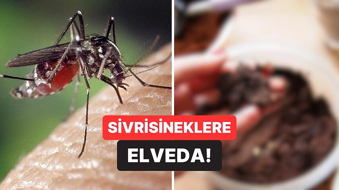 Yaz Şekeri Geliyor: Uzmanlara Göre Evinizdeki Bu Malzeme Sayesinde Sivrisineklerden Kurtulabilirsiniz