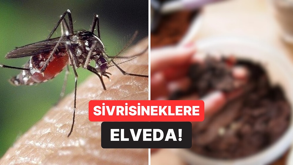 Yaz Şekeri Geliyor: Uzmanlara Göre Evinizdeki Bu Malzeme Sayesinde Sivrisineklerden Kurtulabilirsiniz