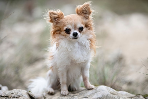 3. Chihuahua Görseli