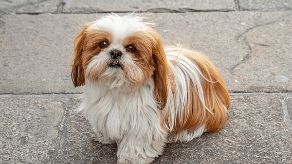 6. Shih Tzu