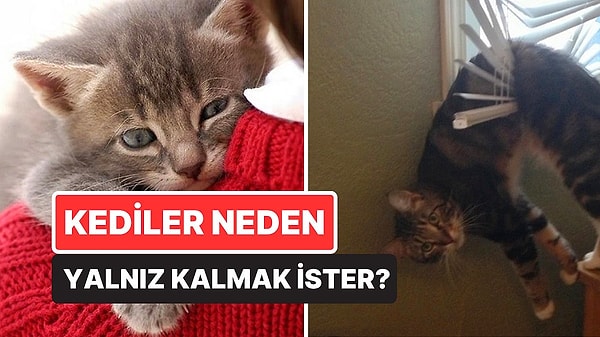 13. Kediler Neden Durduk Yere Ortadan Kaybolup Yalnız Kalmak İster?