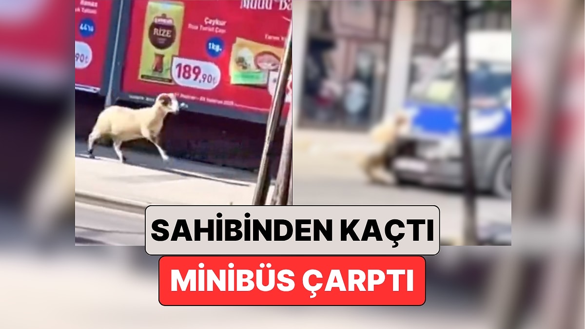 Bayram Gelmeden Haberler Gelmeye Başladı: Sakarya&apos;da Sahibinden Kaçan Bir &quot;Koç&quot;a Minibüs Çarptı