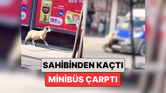 Bayram Gelmeden Haberler Gelmeye Başladı: Sakarya'da Sahibinden Kaçan Bir "Koç"a Minibüs Çarptı