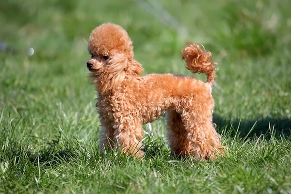Toy Poodle'ların Yatkın Olduğu Hastalıklar