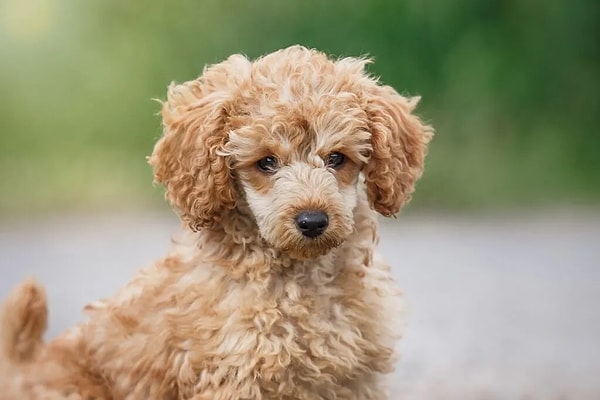 Toy Poodle Hakkında En Çok Merak Edilen Sorular