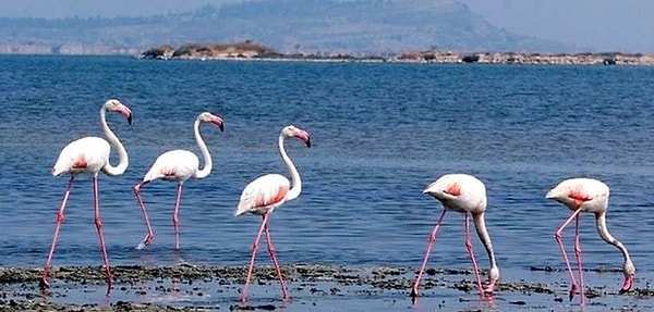 4. Çiğli Bird Sanctuary