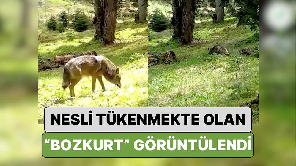 Bursa'da Nesli Tükenmekte Olan Bozkurt Ormanda Dolaşırken Fotokapan ile Görüntülendi
