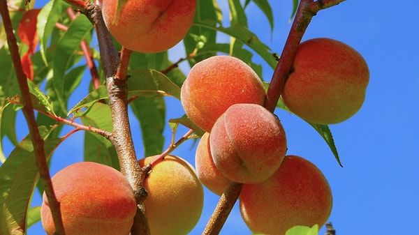What to Eat in Salihli?