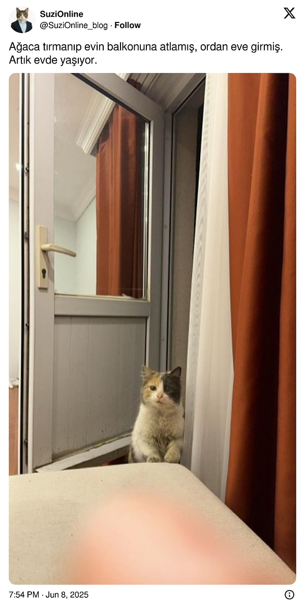 Kedisiz içerik olmaz.