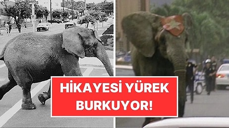Eğitmenini Öldürüp Sirkten Kaçan Fil Tyke'ın Yürekleri Sızlatan Hikayesi