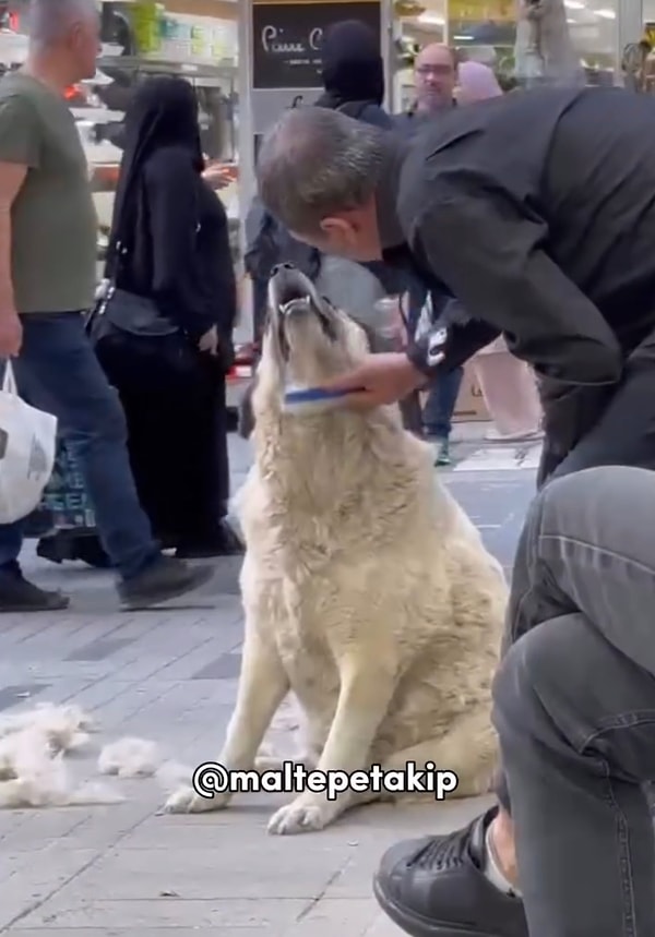 Masum dostlarımızdan sokak hayvanları iyi insanlarla karşılaşınca ortaya harika anlar çıkıyor.