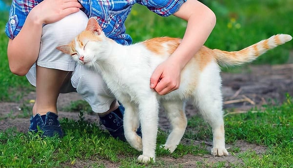 Kafasını size sürtmesi ve bacaklarınıza dolanması bağ kurma şeklidir.