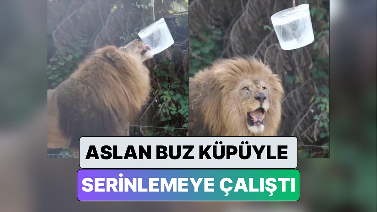 İzmir Doğal Yaşam Parkı’nda Hayvanların Sıcaktan Korunması İçin Kafeslere Buz Küpleri Konuldu