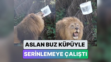 İzmir'de Bir Doğal Yaşam Parkı’nda Hayvanların Sıcaktan Korunması İçin Kafeslere Buz Küpleri Konuldu