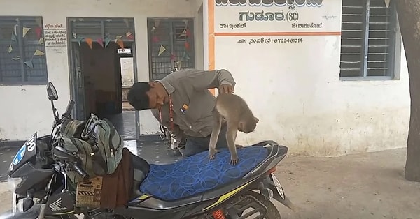 10. Veterinere giden maymun.