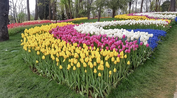 What is the Istanbul Tulip Festival?