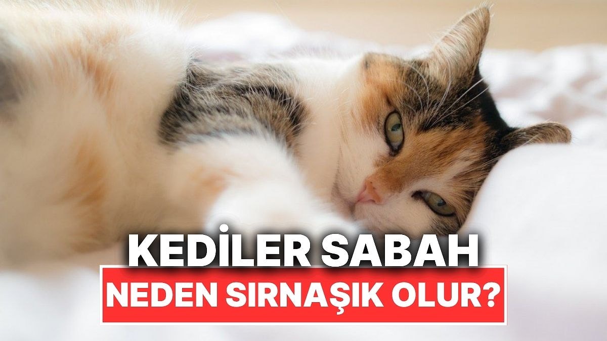 Kedilerin Sabah Çok Sırnaşık Olmasının Kalp Eriten Sebepleri
