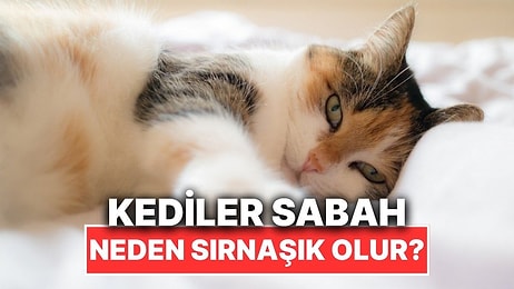 Kedilerin Sabah Çok Sırnaşık Olmasının Kalp Eriten Sebepleri