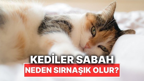 Kedilerin Sabah Çok Sırnaşık Olmasının Kalp Eriten Sebepleri