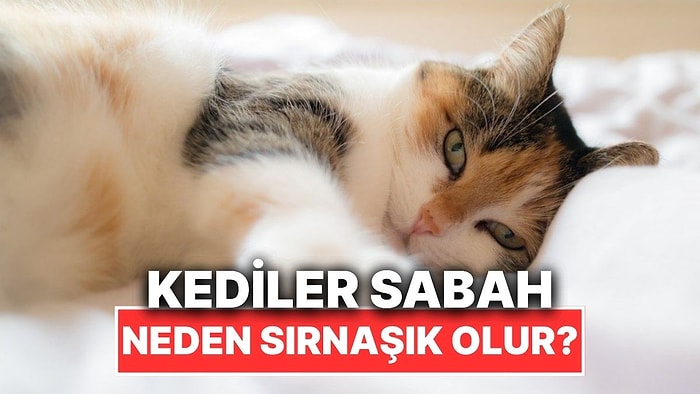 Kedilerin Sabah Çok Sırnaşık Olmasının Kalp Eriten Sebepleri