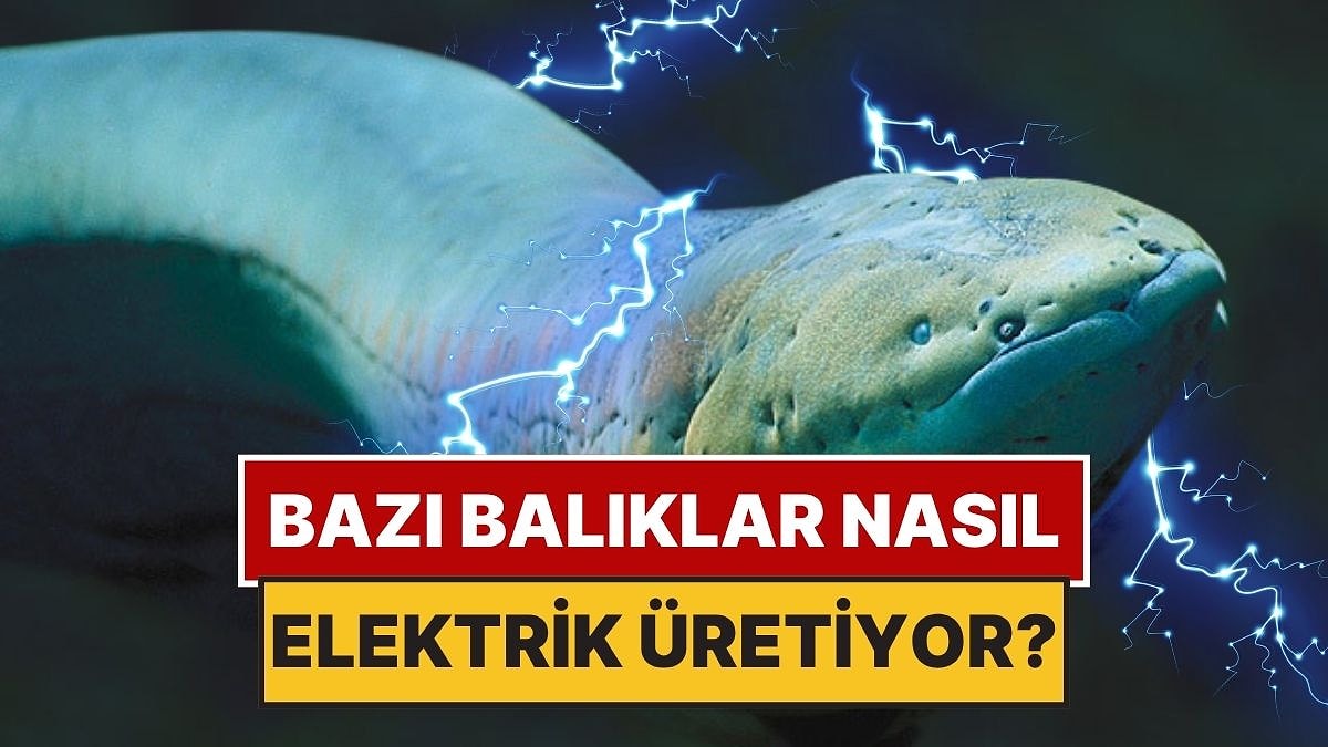 Bazı Balıklar Nasıl Oluyor da Elektrik Üretebiliyor?